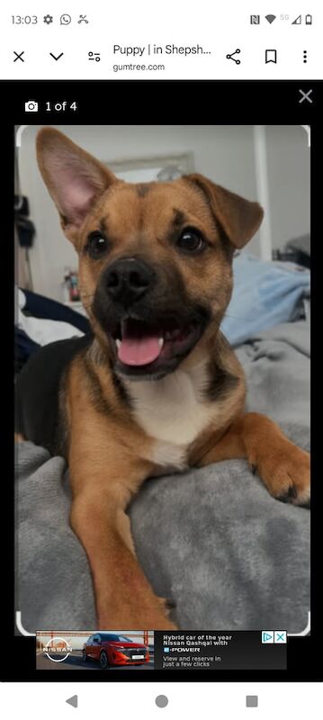 Urgent; Half Frenchie Half Jack Russell ,6 months puppy for sale in Anstey, Leicestershire - Image 2