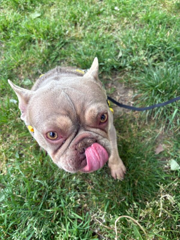 Urgent rehome for female French bulldog for sale in NW10