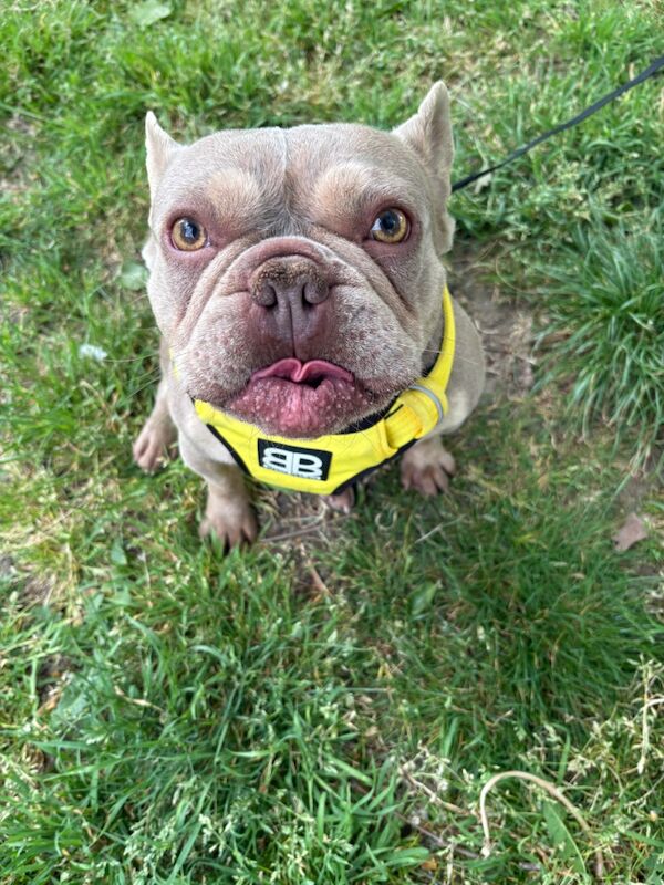 French Bulldog for adoption in NW10 – KC registered, 2 years old - Image 3 of 8