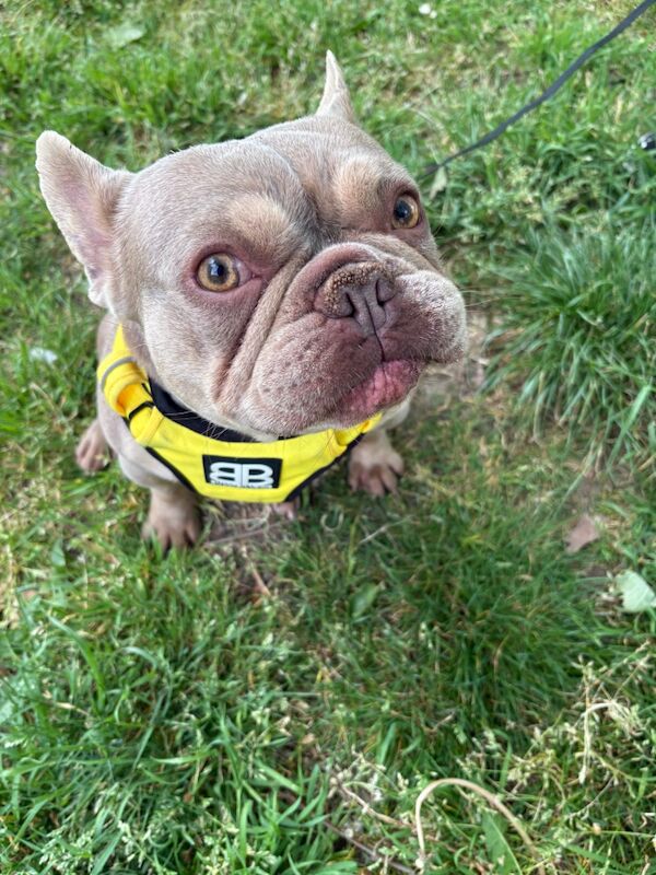 French Bulldog for adoption in NW10 – KC registered, 2 years old - Image 4 of 8