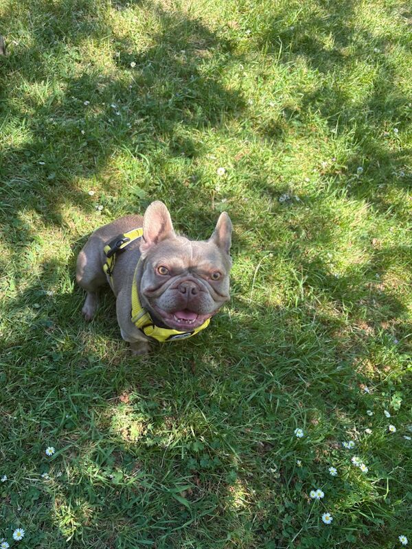 French Bulldog for adoption in NW10 – KC registered, 2 years old - Image 5 of 8