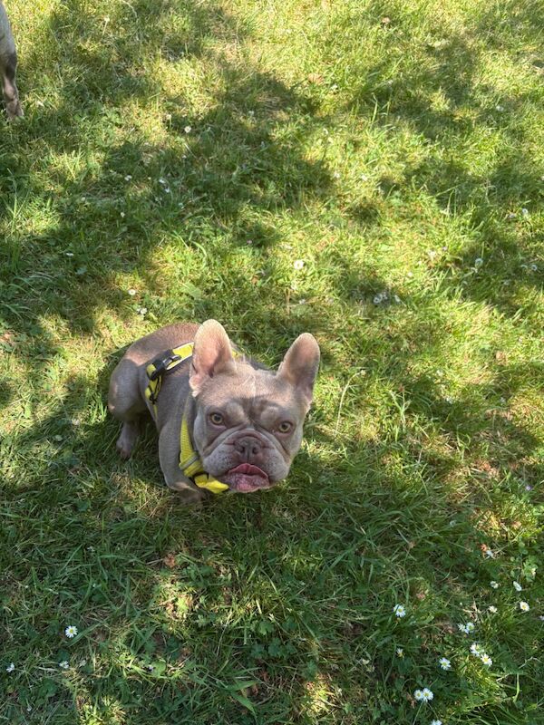 French Bulldog for adoption in NW10 – KC registered, 2 years old - Image 6 of 8