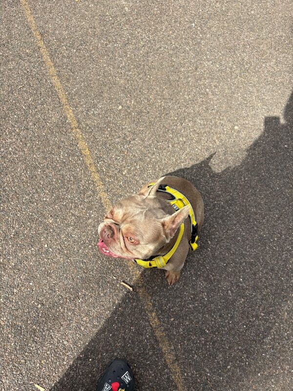 French Bulldog for adoption in NW10 – KC registered, 2 years old - Image 7 of 8
