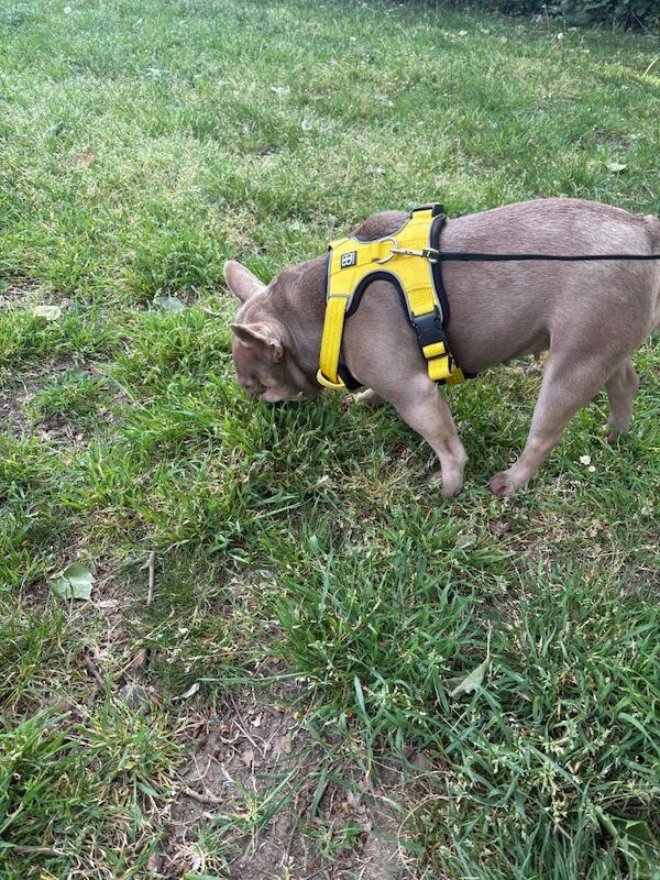 French Bulldog for adoption in NW10 – KC registered, 2 years old - Image 8 of 8