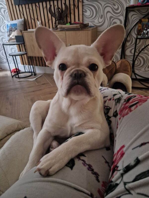 French Bulldog puppies for sale in Runcorn, Cheshire – KC registered, 6 months old