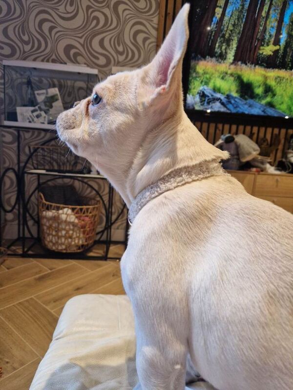 (URGENT) SHELBY - Cream 6 month old Frenchie - Image 2 of 3