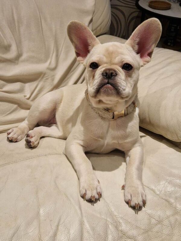 (URGENT) SHELBY - Cream 6 month old Frenchie - Image 3 of 3