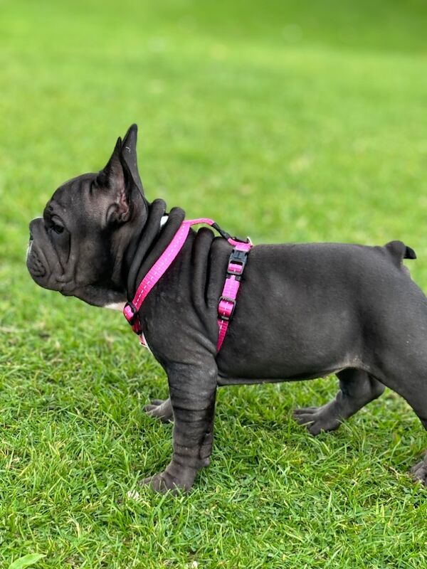 Velvet big rope frenchie puppies for sale in Caerphilly/Caerffil, Caerphilly | Image 2