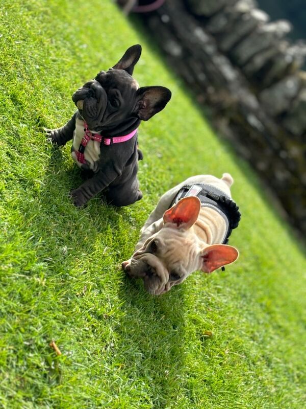 Velvet big rope frenchie puppies for sale in Caerphilly/Caerffil, Caerphilly | Image 3