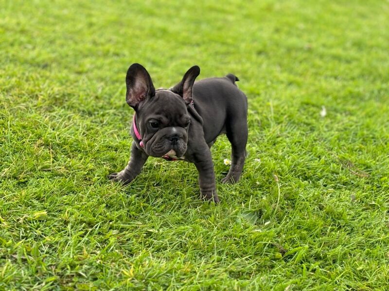 French Bulldog puppies for sale in Caerphilly/Caerffil, Caerphilly – KC registered, 1 year old - Image 4 of 5