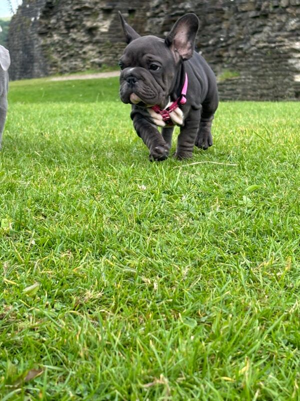 French Bulldog puppies for sale in Caerphilly/Caerffil, Caerphilly – KC registered, 1 year old - Image 5 of 5