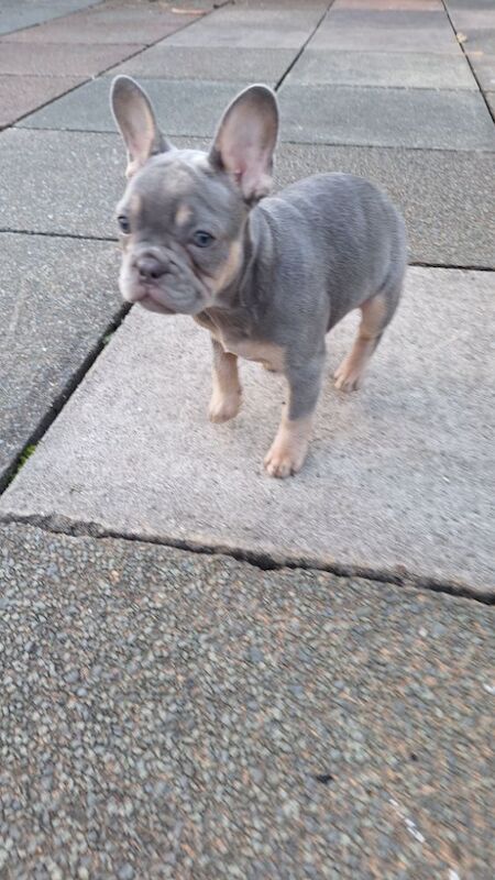 Very nice girl French bulldog for sale in Southport, Merseyside | Image 1