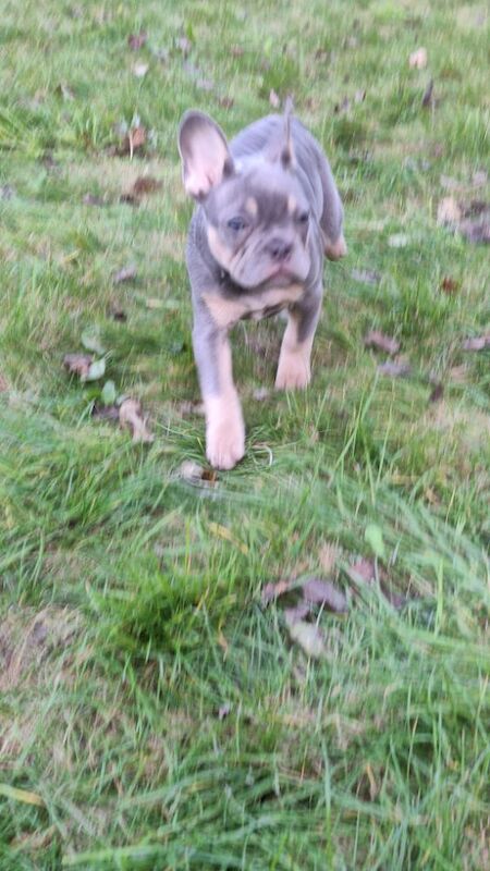 Very nice girl French bulldog for sale in Southport, Merseyside | Image 2