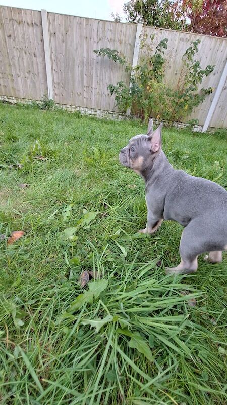 Very nice girl French bulldog for sale in Southport, Merseyside | Image 3