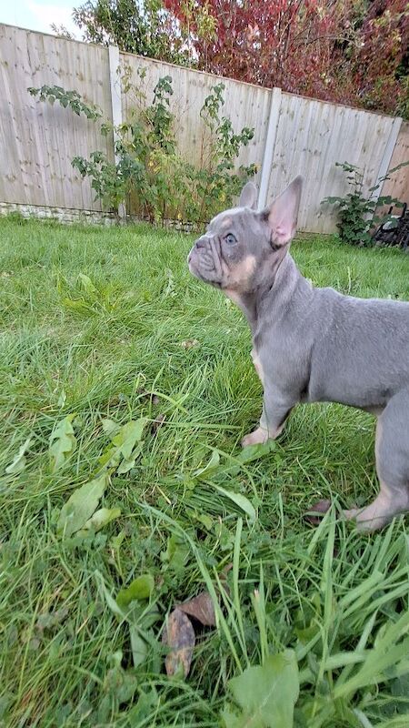 French Bulldog puppies for sale in Southport, Merseyside – KC registered, 1 year old - Image 5 of 7