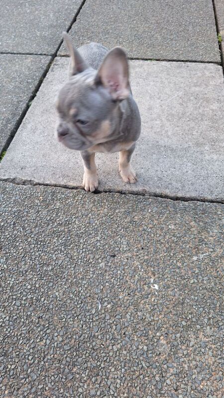 French Bulldog puppies for sale in Southport, Merseyside – KC registered, 1 year old - Image 6 of 7