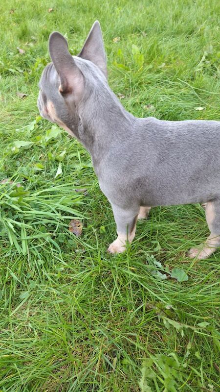 French Bulldog puppies for sale in Southport, Merseyside – KC registered, 1 year old - Image 7 of 7