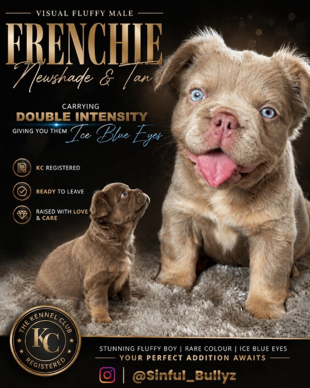 Visual Fluffy Frenchie / French bulldogs HIGH QUALITY