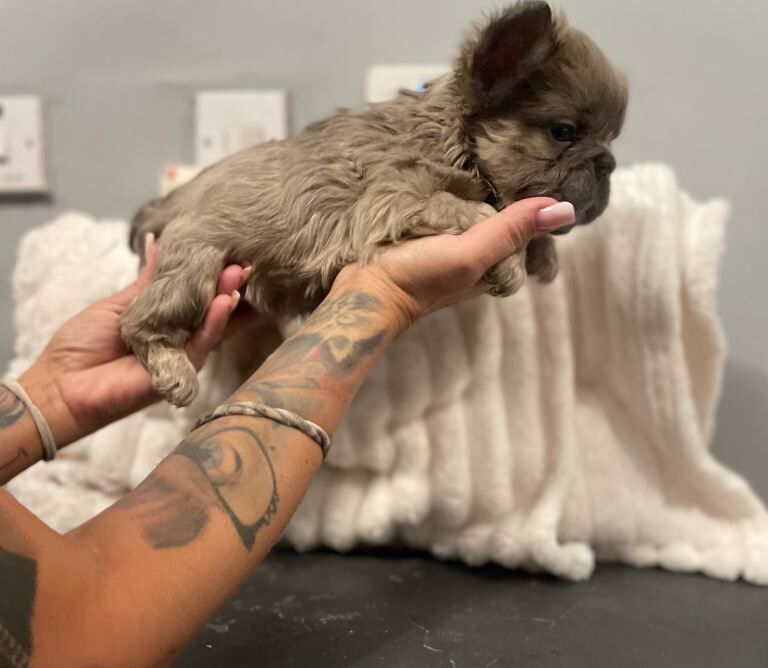 French Bulldog puppies for sale in Aspley, Nottinghamshire – 9 weeks old