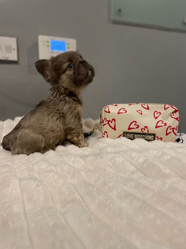 visual fluffy Newshade Isabella & tan frenchie - Image 2 of 5