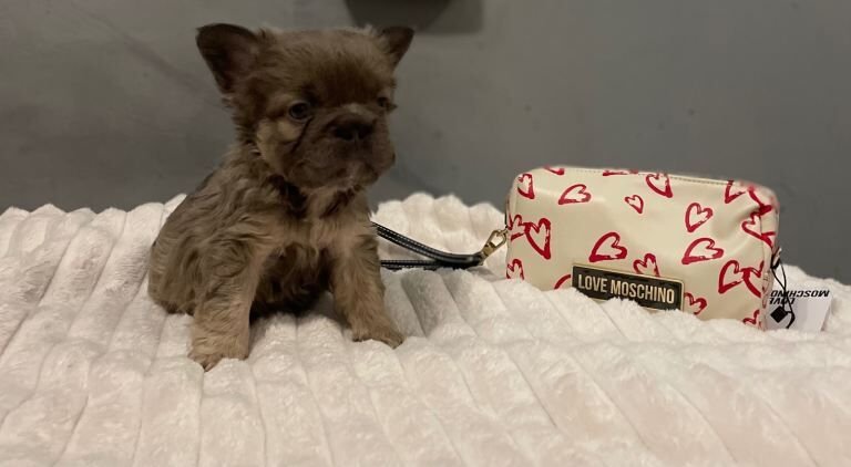 visual fluffy Newshade Isabella & tan frenchie - Image 3 of 5