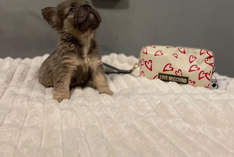 visual fluffy Newshade Isabella & tan frenchie - Image 4 of 5