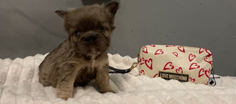 visual fluffy Newshade Isabella & tan frenchie - Image 5 of 5