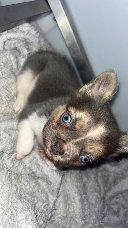 Visual French bulldog puppy - Image 2 of 3