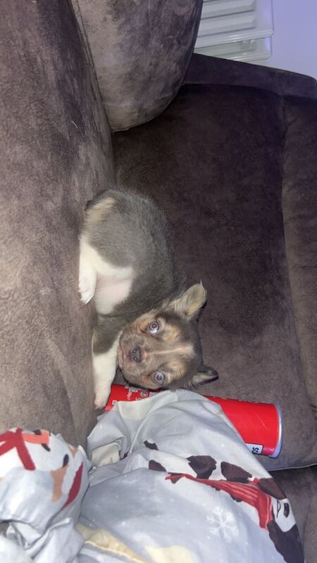 Visual French bulldog puppy - Image 3 of 3