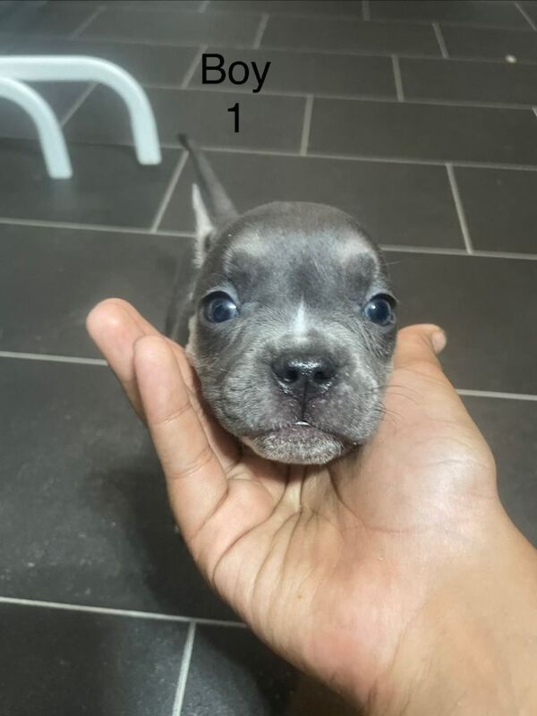 French Bulldog Puppies For Sale Under £1,000