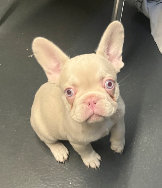 French Bulldog puppies for sale in Hackney, Greater London – KC registered, 4 months old