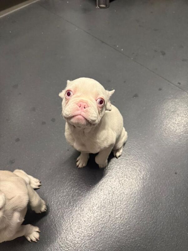 White and Pink Micro Frenchies - Image 2 of 5