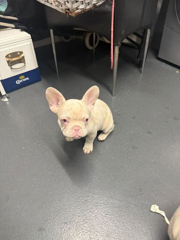 White and Pink Micro Frenchies - Image 3 of 5