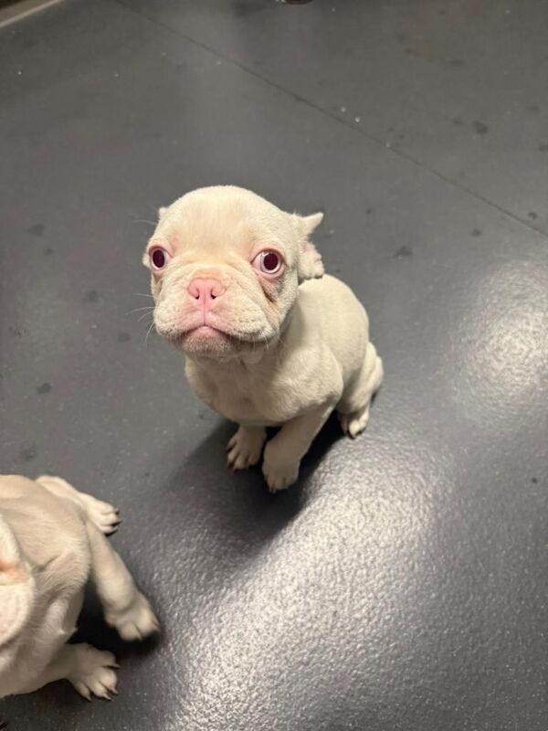 White and Pink Micro Frenchies - Image 4 of 5