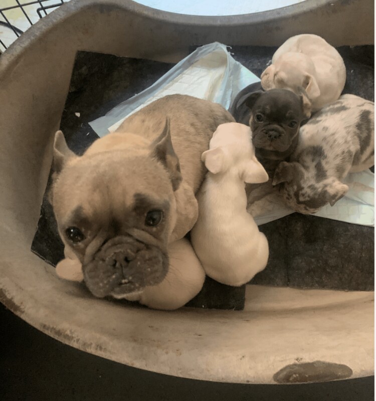 White and Pink Micro Frenchies - Image 5 of 5