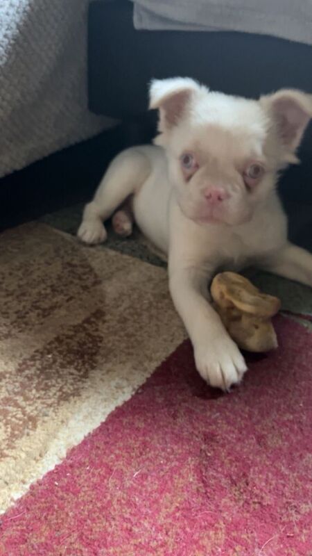 French Bulldog puppies for sale in Wareham, Dorset – 4 months old