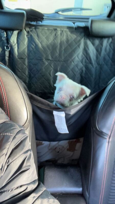 French Bulldog puppies for sale in Wareham, Dorset – 4 months old - Image 3 of 4