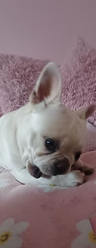 White french bull dog - Image 2 of 3