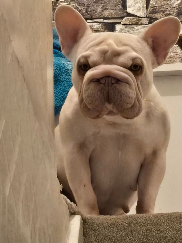 White French bulldog for sale in Salford, Greater Manchester