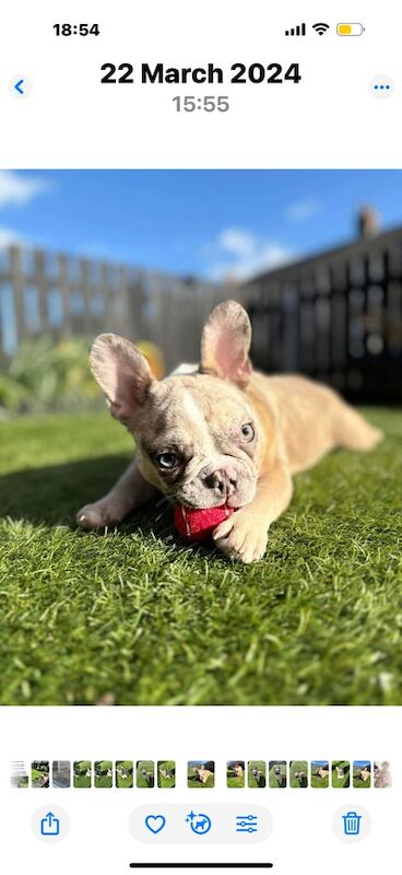 French Bulldog puppies for sale in Middlesbrough, North Yorkshire – 1 year old