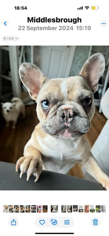 French Bulldog puppies for sale in Middlesbrough, North Yorkshire – 1 year old - Image 2 of 3