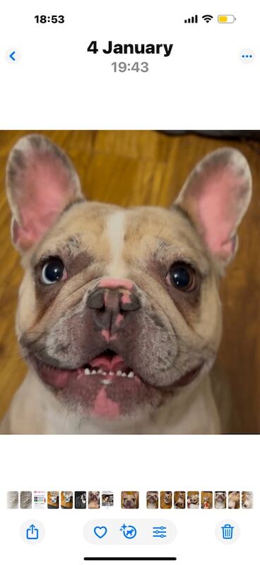 French Bulldog puppies for sale in Middlesbrough, North Yorkshire – 1 year old - Image 3 of 3