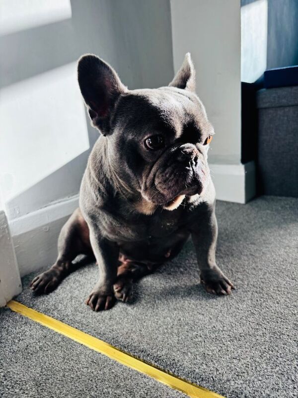 Frenchie Puppies For Sale