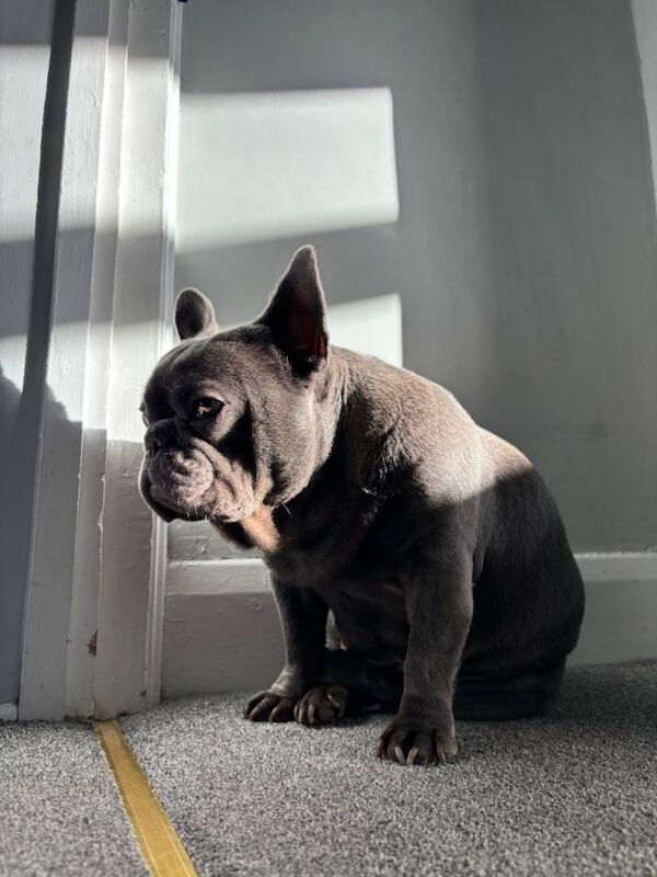 French Bulldog puppies for sale in Redhill, Surrey – KC registered, 6 years old - Image 2 of 3