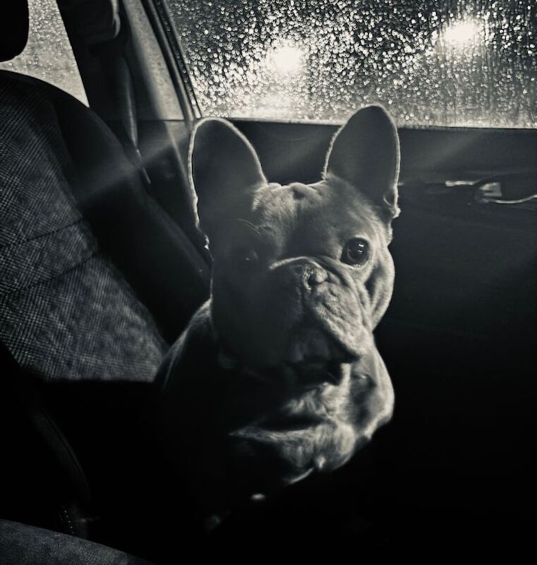 French Bulldog puppies for sale in Redhill, Surrey – KC registered, 6 years old - Image 3 of 3