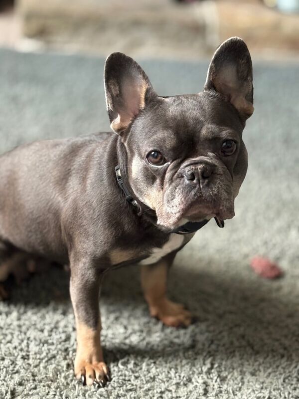 French Bulldog puppies for sale in Huddersfield, West Yorkshire – 3 years old