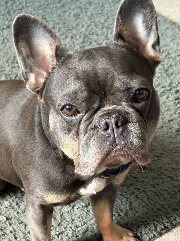 French Bulldog puppies for sale in Huddersfield, West Yorkshire – 3 years old - Image 2 of 2