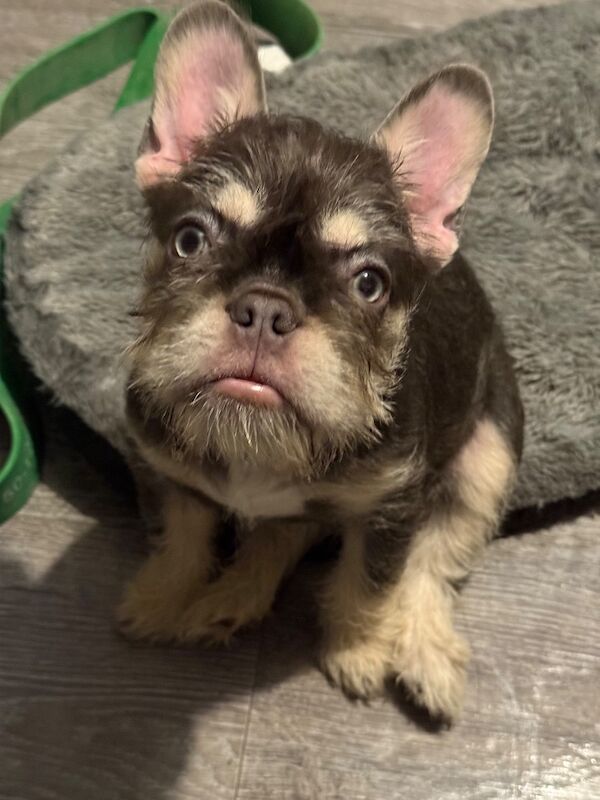 French Bulldog puppies for sale in Bristol – KC registered, 7 months old