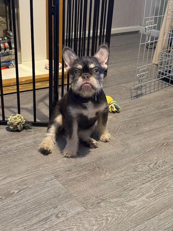 Wire haired frenchie - Image 2 of 6