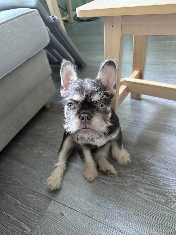 Wire haired frenchie - Image 3 of 6